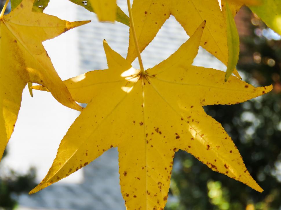 Free Image of Vivid yellow autumn maple leaf 