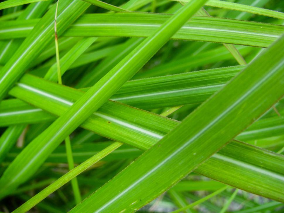 Free Image of Crossed green grass blades close-up 