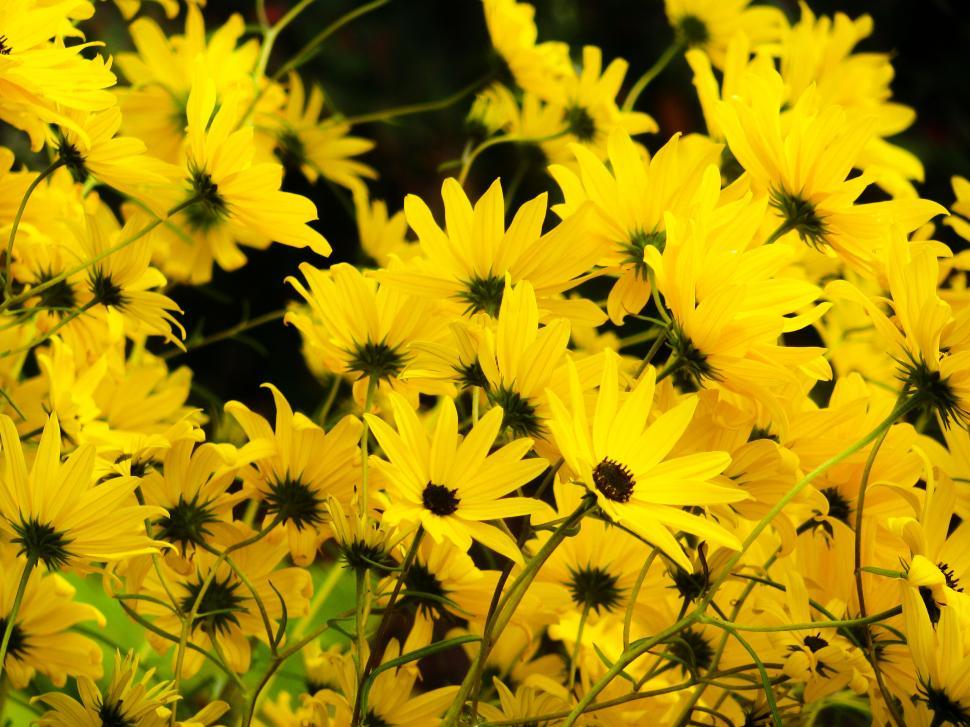 Free Image of Field of bright yellow daisy-like flowers 