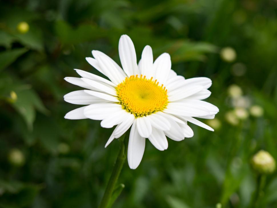 Free Image of Single white daisy on green backdrop 