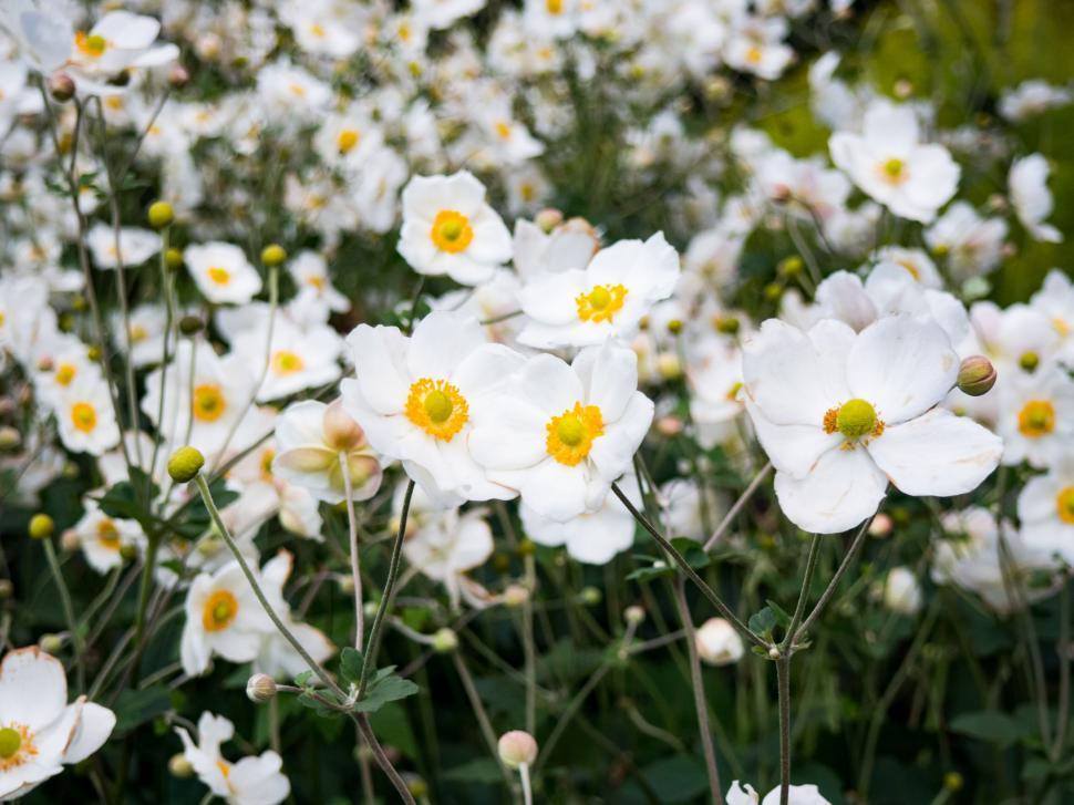 Free Image of White anemone flowers in full bloom 