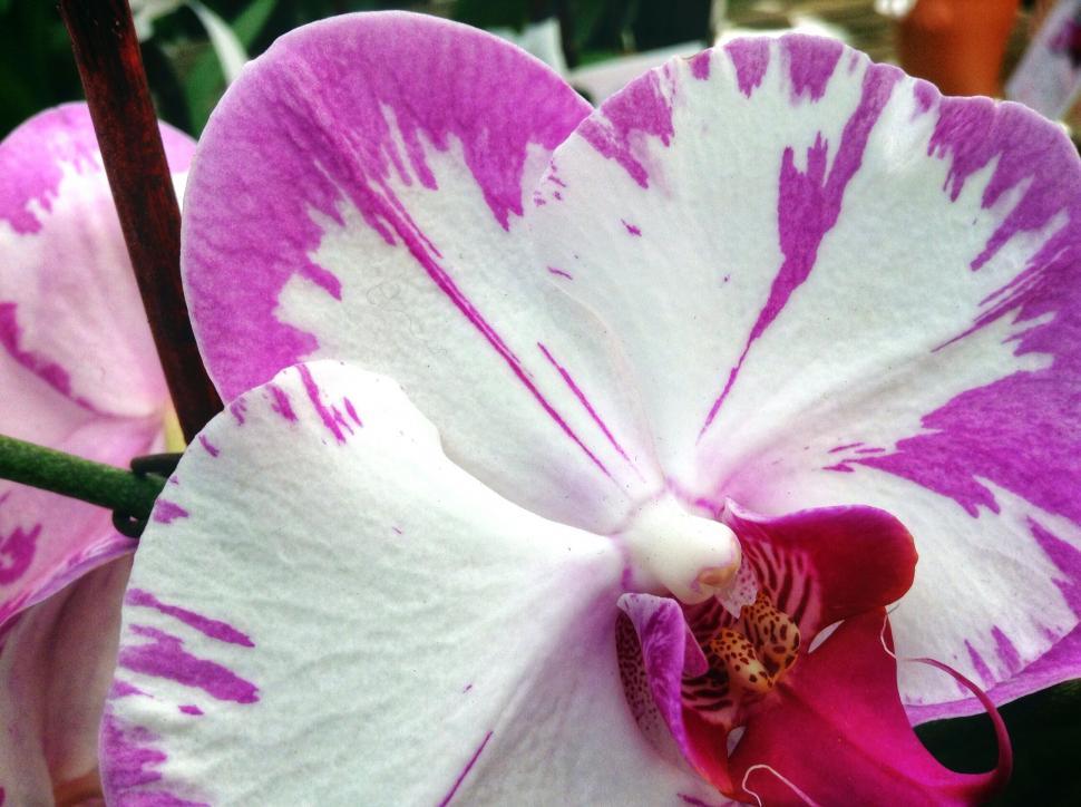 Free Image of Vibrant orchid with detailed pattern 