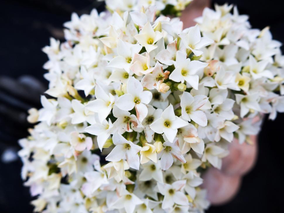 Free Image of Close-up of white flowers held in hand 