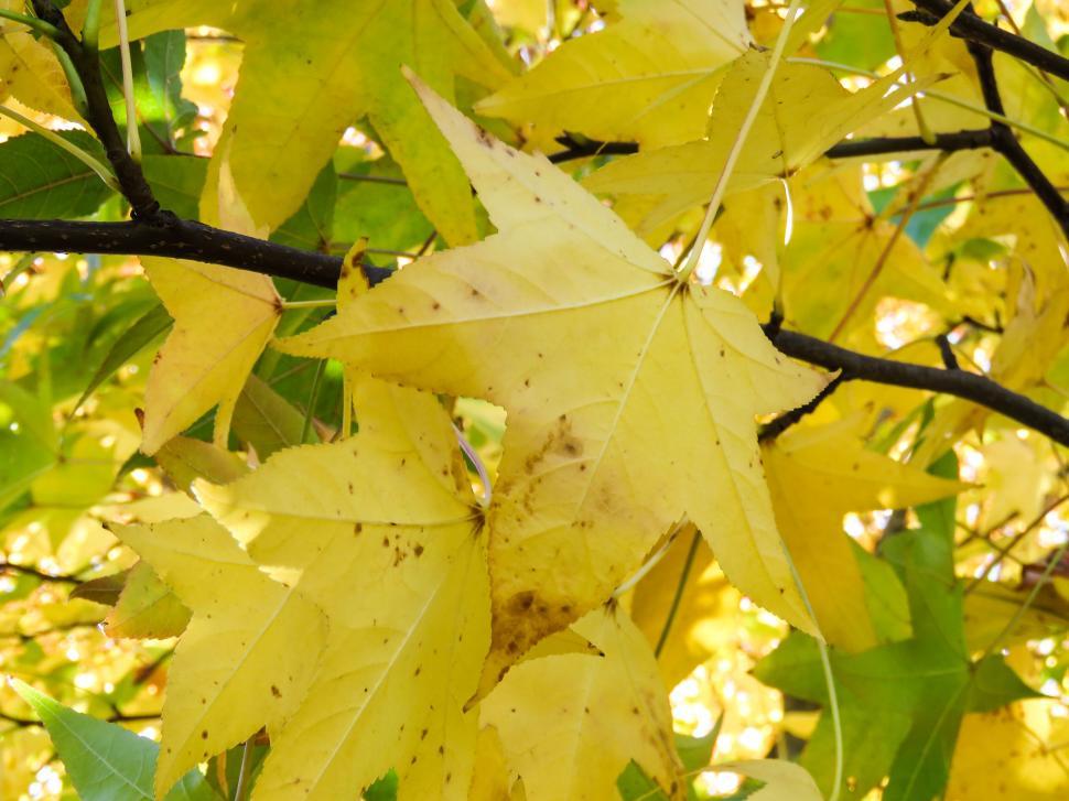 Free Image of Autumn leaves on tree branches 