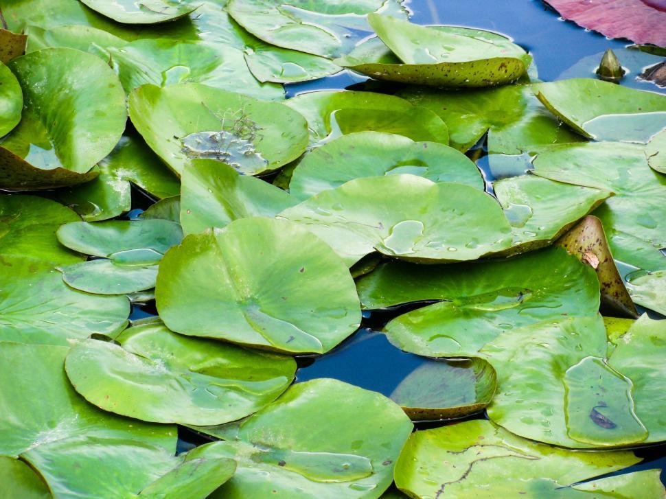 Free Image of Lily pads covering a pond surface 