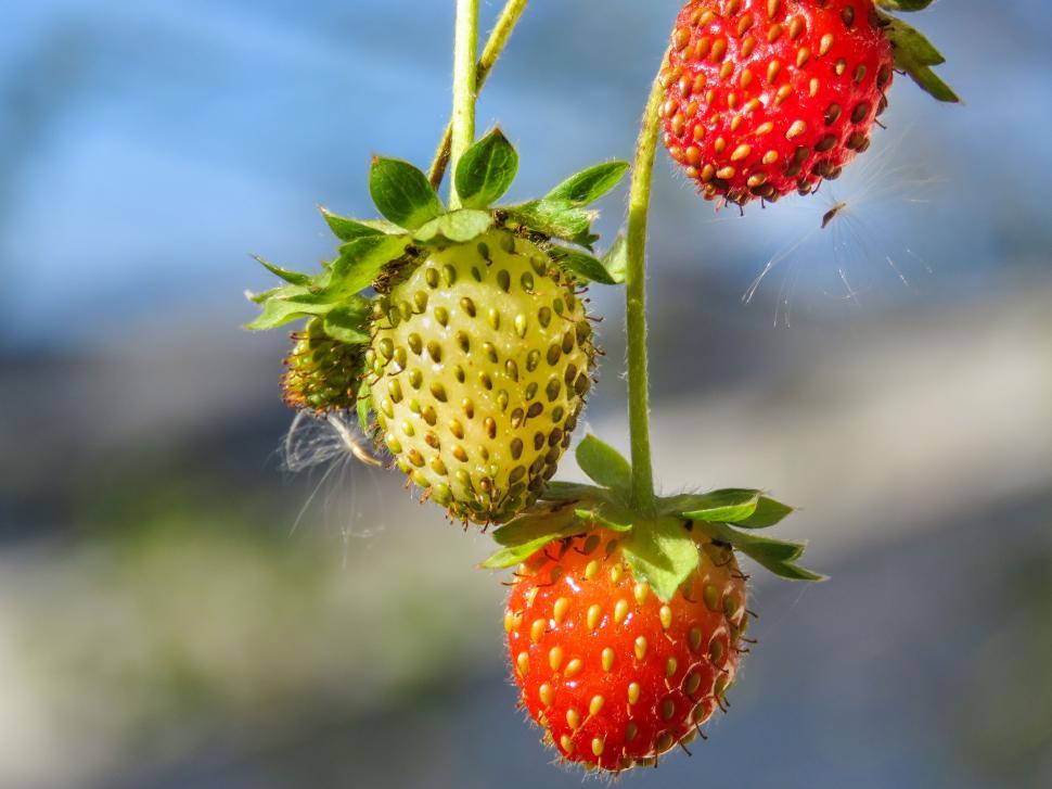 Free Image of Ripe and unripe strawberries hanging 