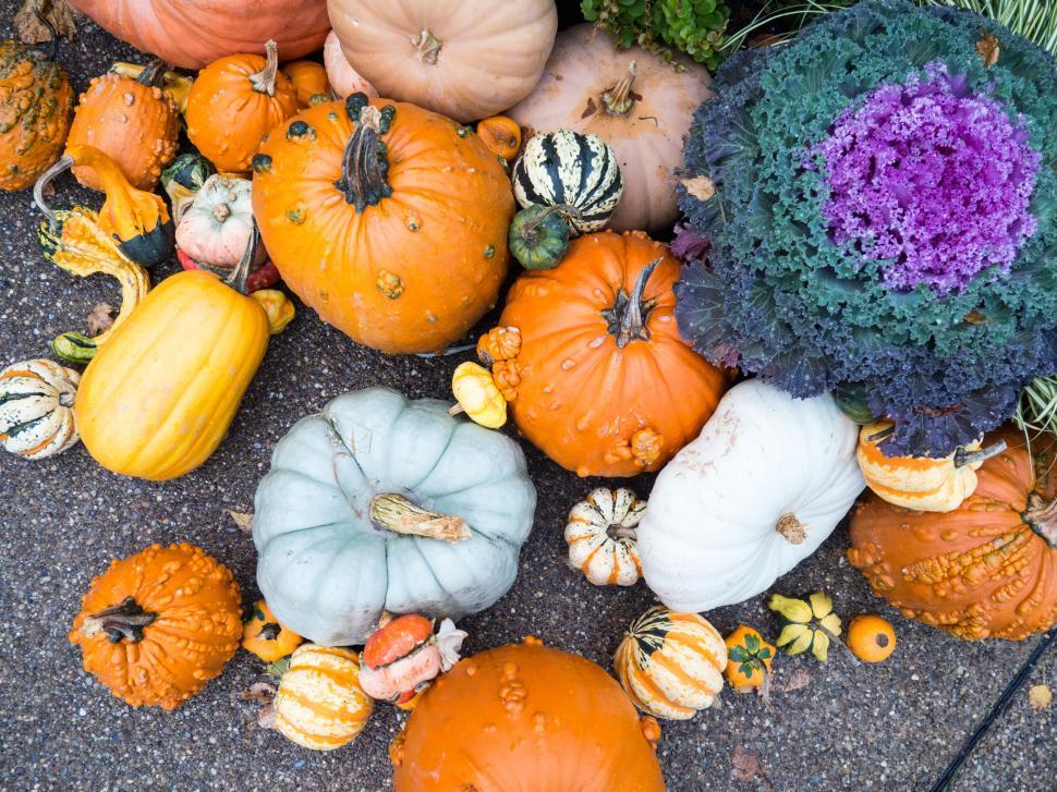 Free Image of Autumn harvest display with colorful pumpkins 
