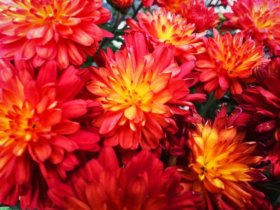 Free Image of Vibrant red and orange chrysanthemums closeup 