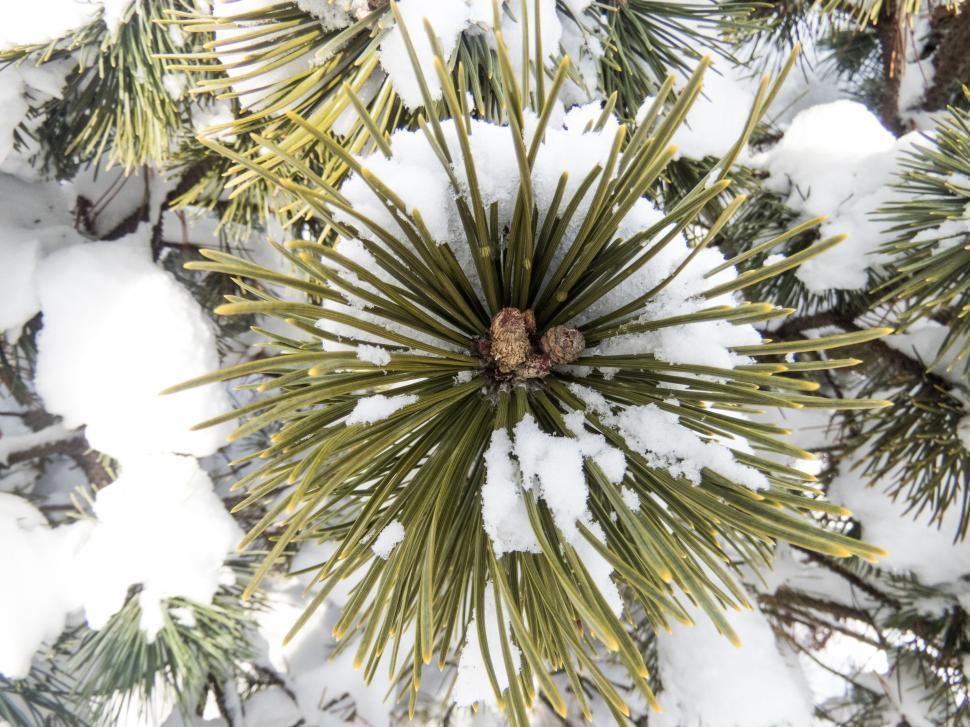 Free Image of Snow-covered pine branches from above 