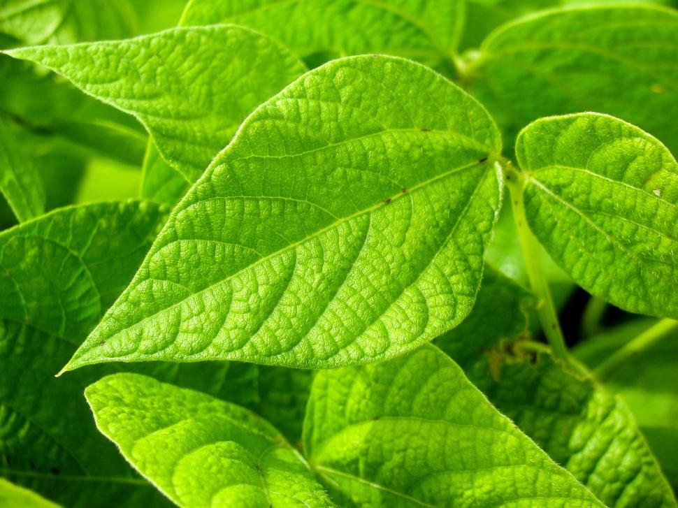 Free Image of Vibrant green leaves close-up photo 