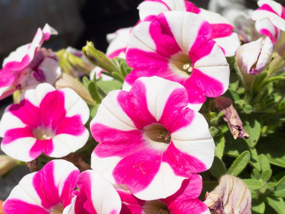 Free Image of Pink and white petunia flowers in bloom 