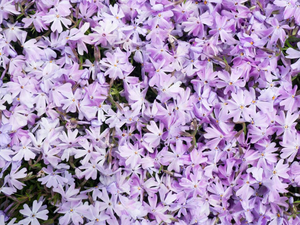 Free Image of Purple phlox flowers covering the ground 