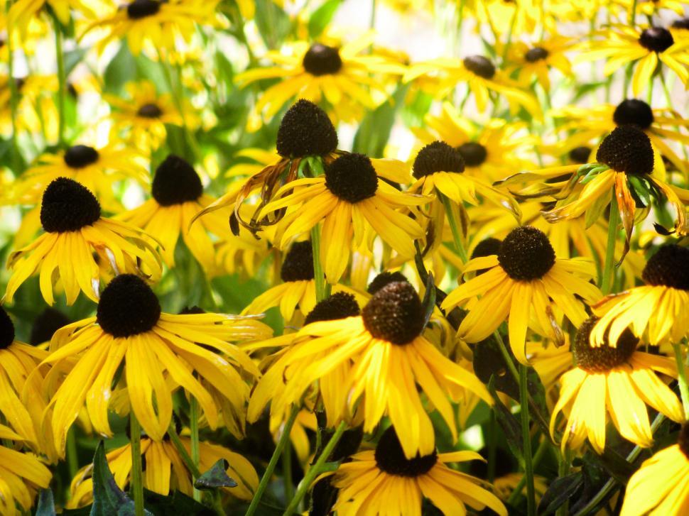 Free Image of Vibrant yellow coneflowers in sunlight 