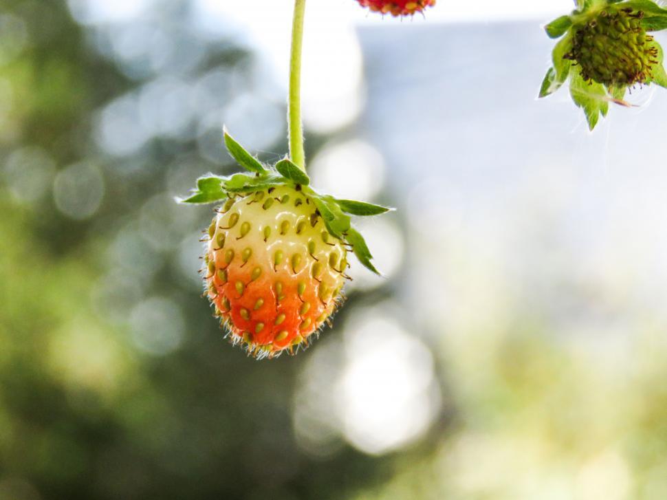Free Image of Unripe strawberry hanging from the plant 