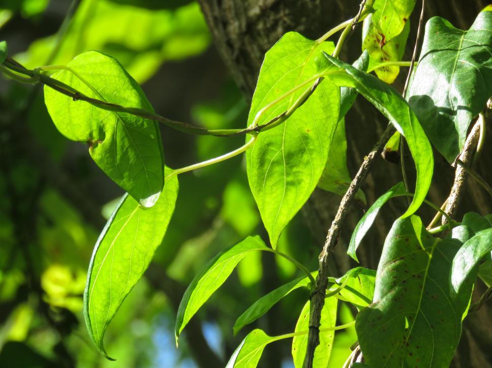 Free Image of Close-up of sunlit green leaves on tree 