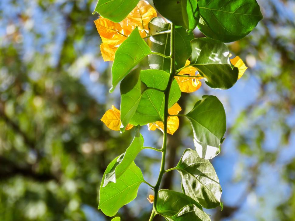 Free Image of Golden trumpet flowers amidst green leaves 