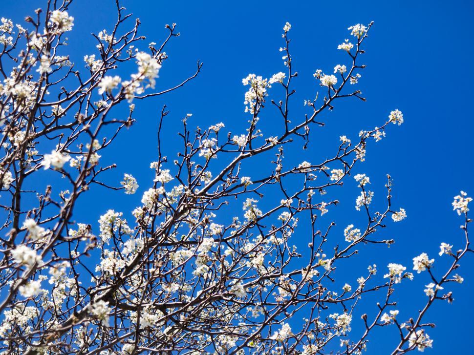 Free Image of Tree branches with white blossoms against blue sky 