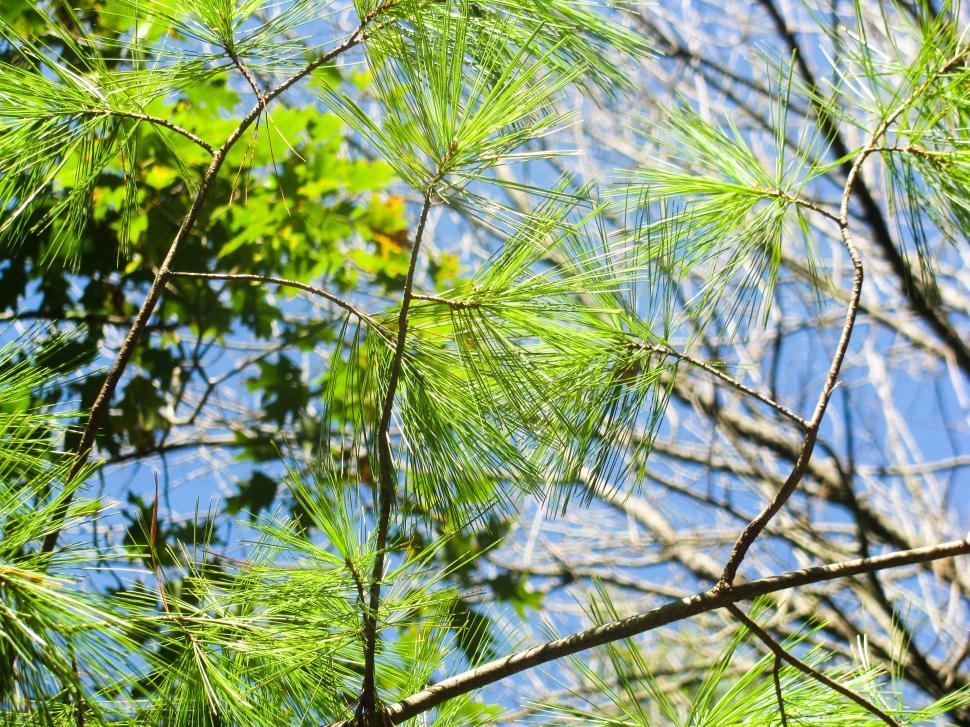 Free Image of Pine tree branches against blue sky background 