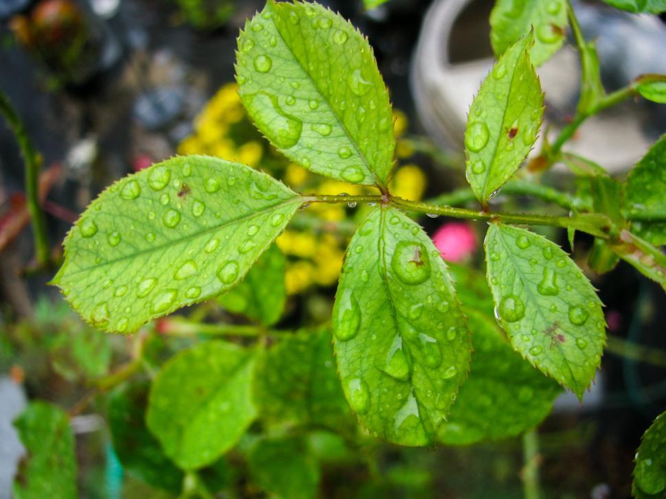 Free Image of Fresh green leaves with raindrops closeup 