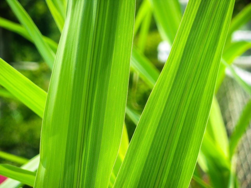 Free Image of Close-up of bright green plant leaves 