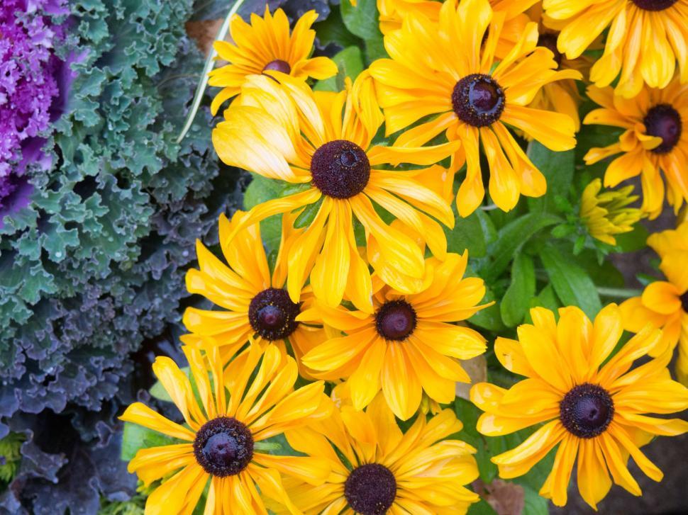 Free Image of Vibrant yellow flowers with a kale background 