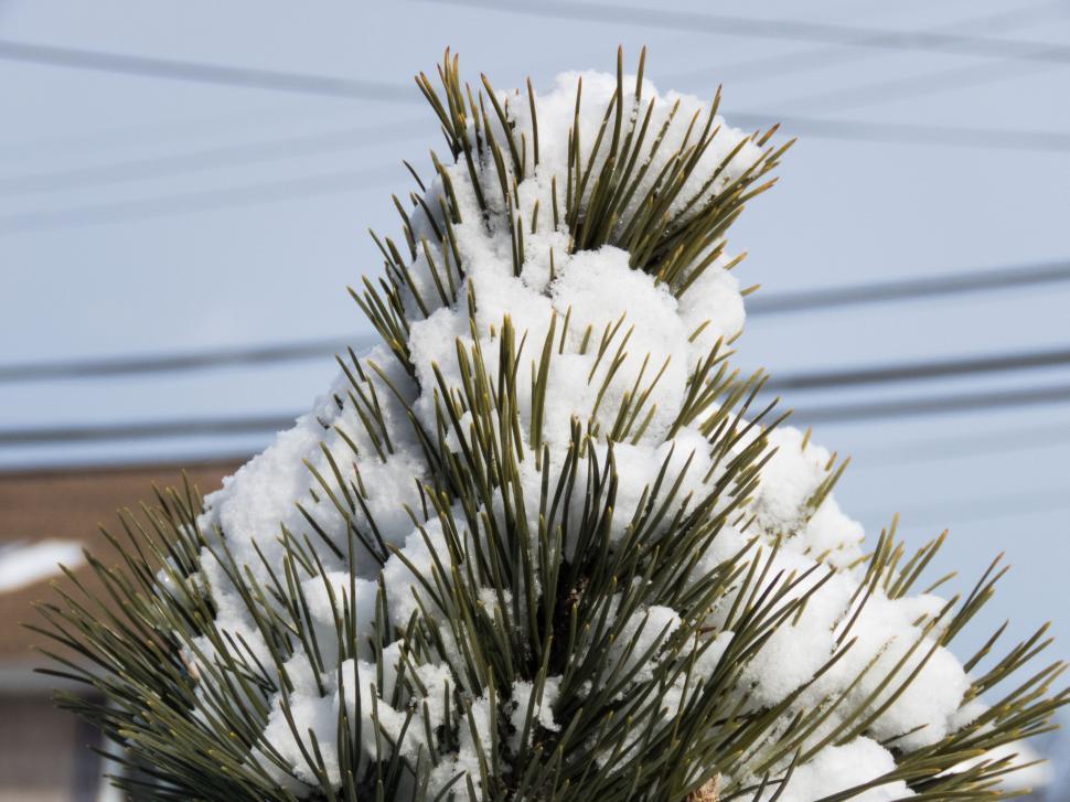 Free Image of Pine tree branches covered in snow 