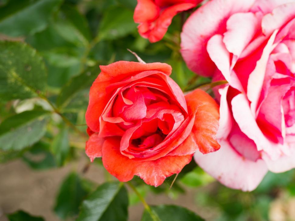 Free Image of Close up of a blooming red rose 