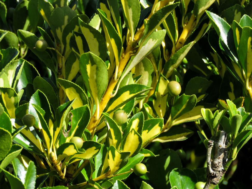 Free Image of Lush greenery with small fruits 