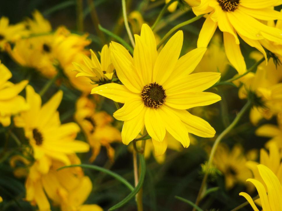 Free Image of Vivid yellow flowers in bloom 