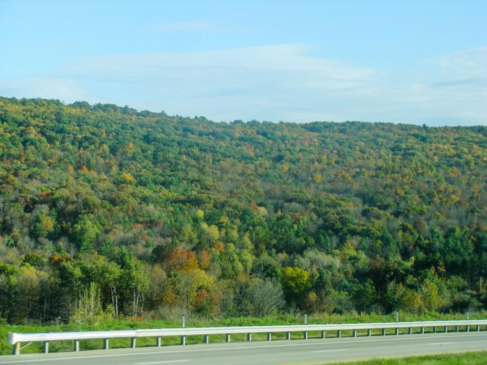 Free Image of Autumn foliage on a hillside 