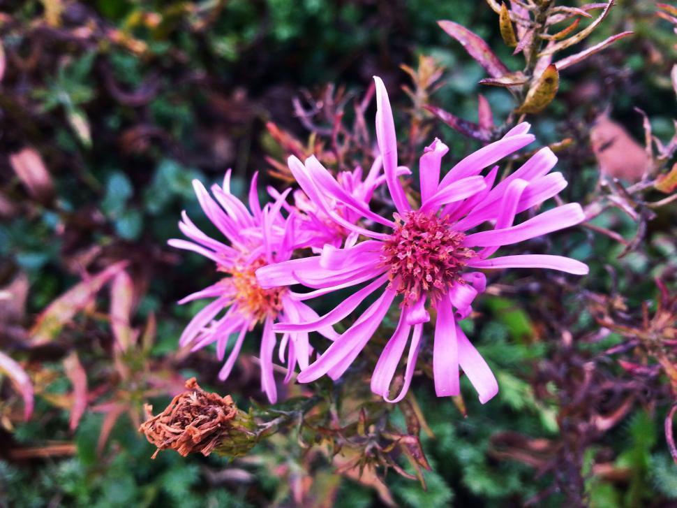 Free Image of Vibrant pink flower amid green foliage 