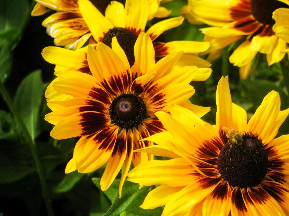 Free Image of Yellow and brown Rudbeckia flowers close-up 