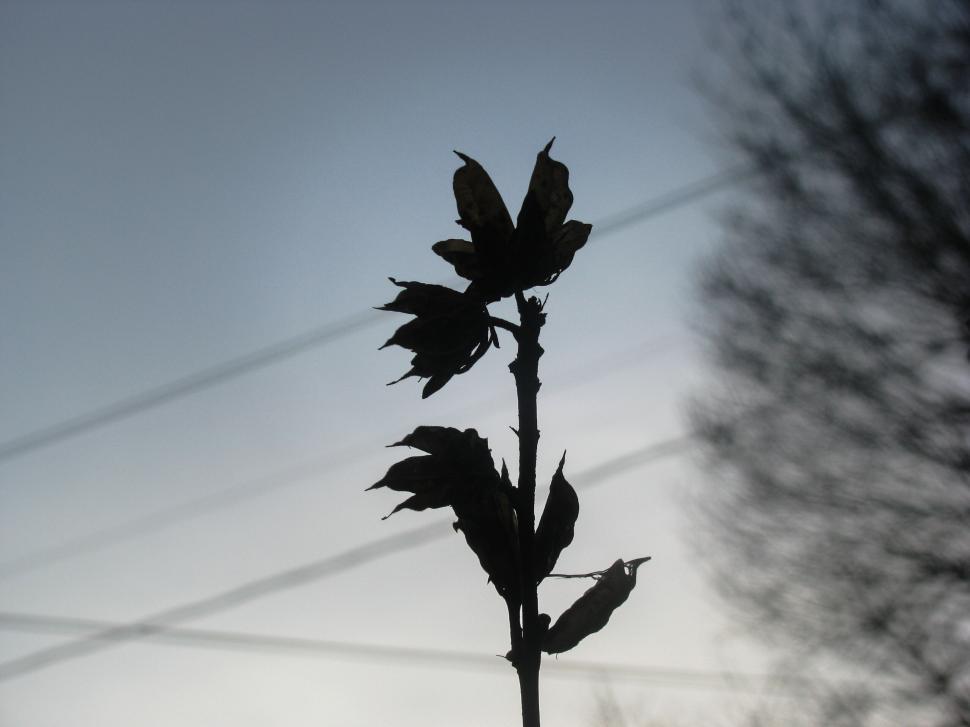 Free Image of Silhouetted plant against dusk sky 
