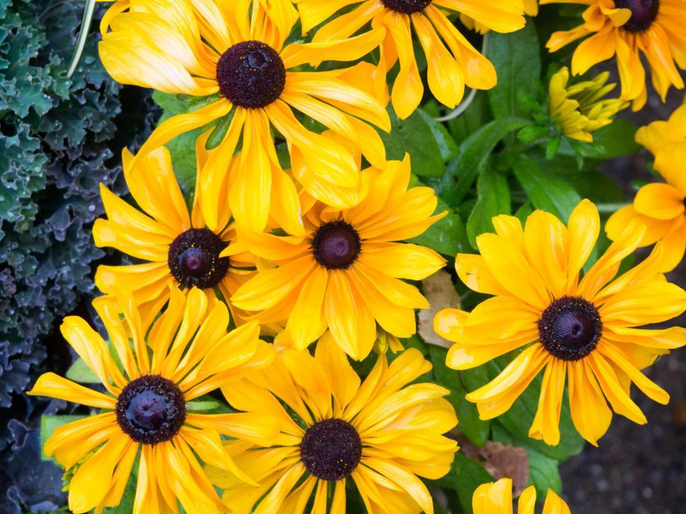 Free Image of Bright yellow flowers with green foliage 