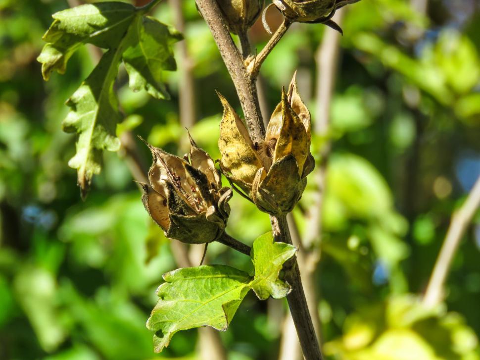 Free Image of Dried seed pods on a branch with leaves 