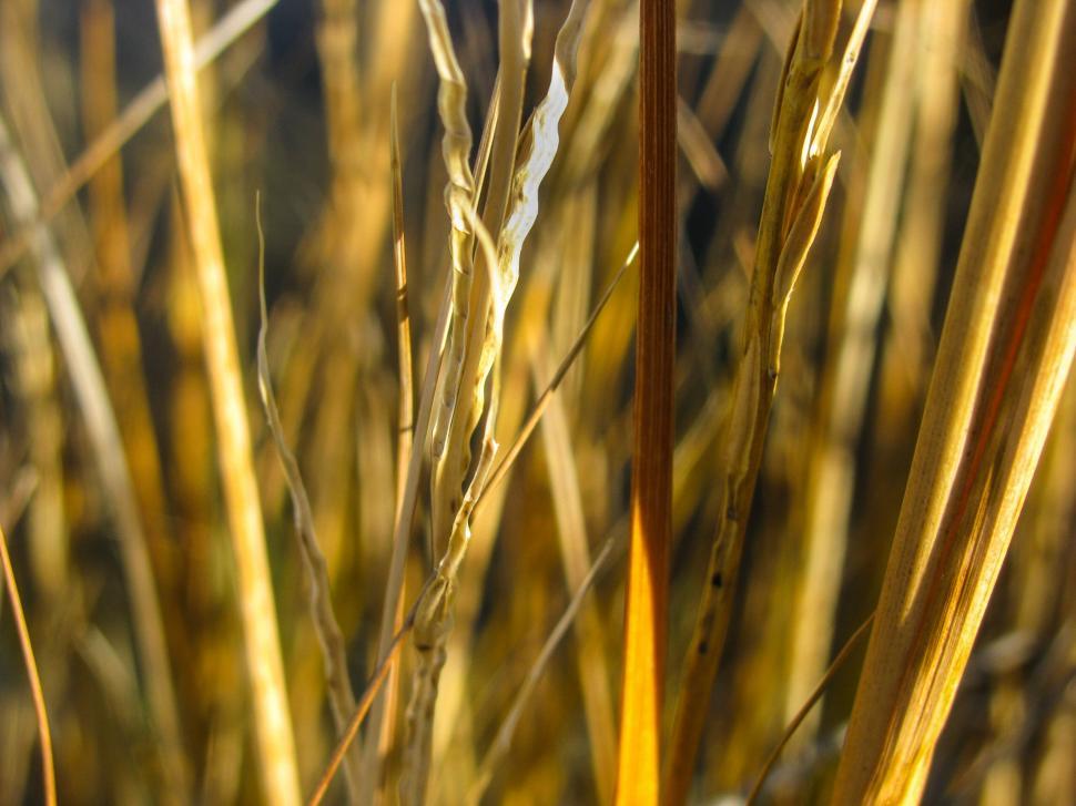 Free Image of Golden dry grass close-up in sunlight 