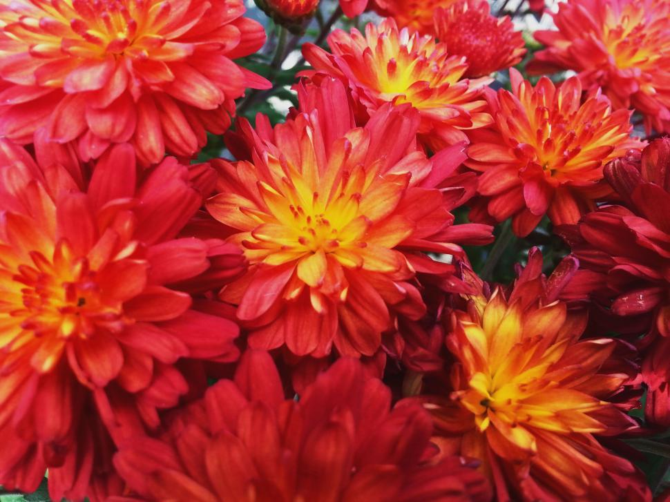 Free Image of Vibrant red and orange chrysanthemums close-up 