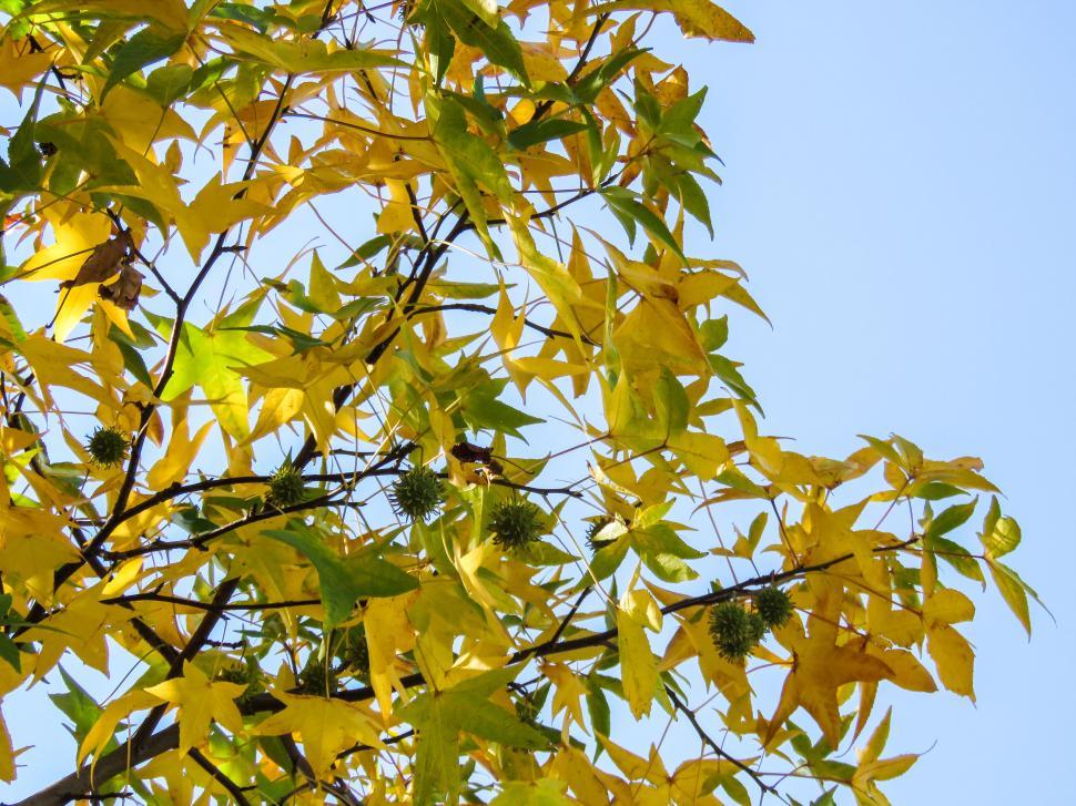 Free Image of Yellow autumn leaves against blue sky 