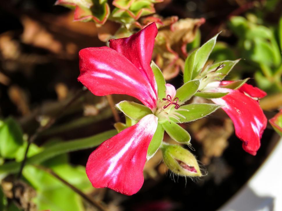 Free Image of Red geranium flower close-up with buds 