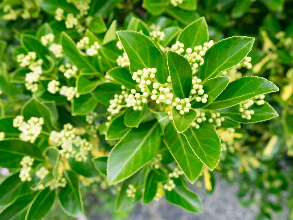 Free Image of Close-up of green leaves with white blossoms 