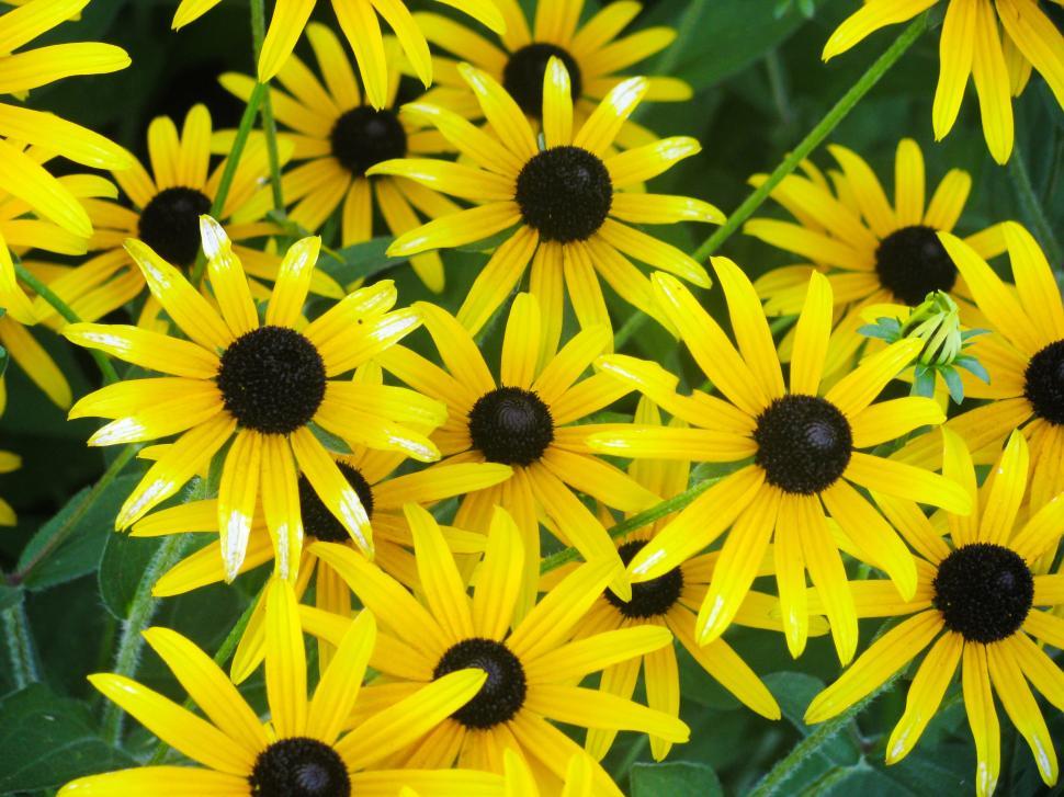 Free Image of Vibrant yellow Black-Eyed Susans in garden 