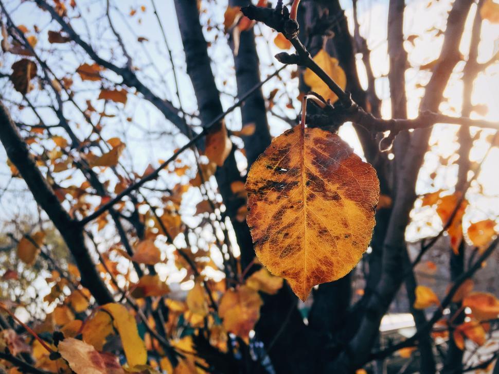 Free Image of Sunlight shining through autumn leaf on tree 