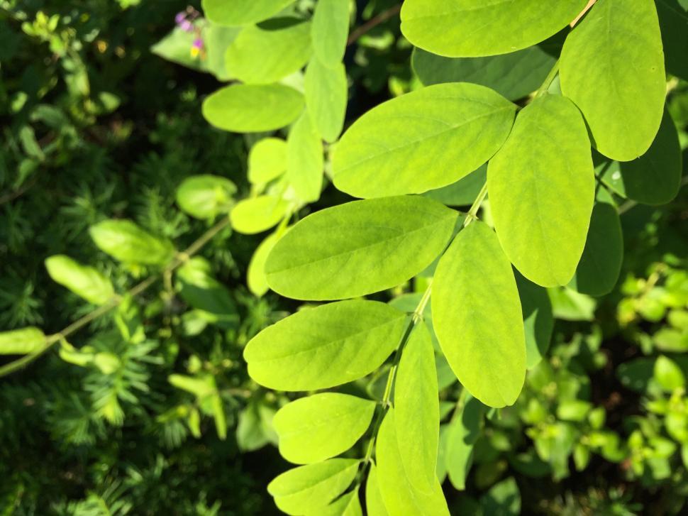 Free Image of Lush green foliage of a shrub close-up 