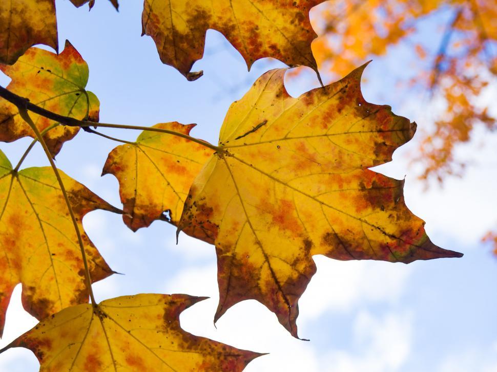 Free Image of Autumn maple leaves against the sky 
