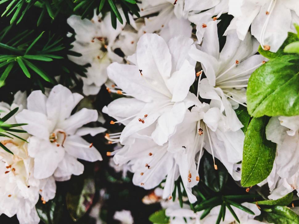 Free Image of Blooming white flowers with green leaves 