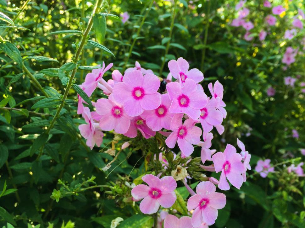 Free Image of Vibrant Pink Phlox Flowers Blooming 