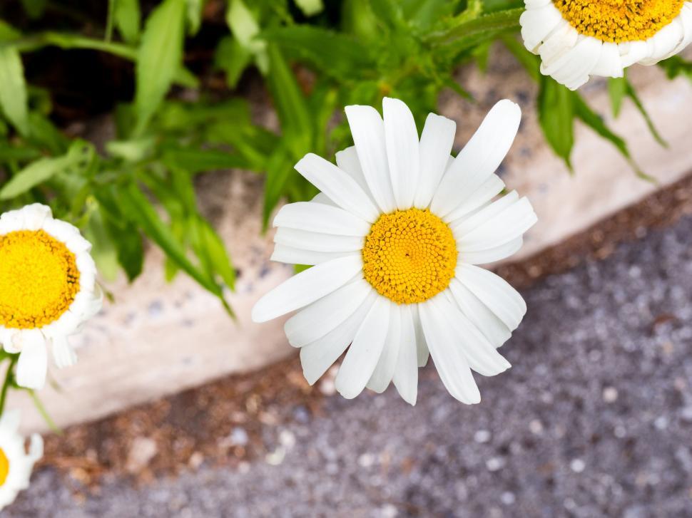 Free Image of White Daisies with Yellow Centers 