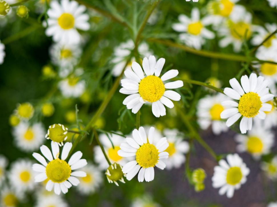 Free Image of White daisy flowers with green foliage background 
