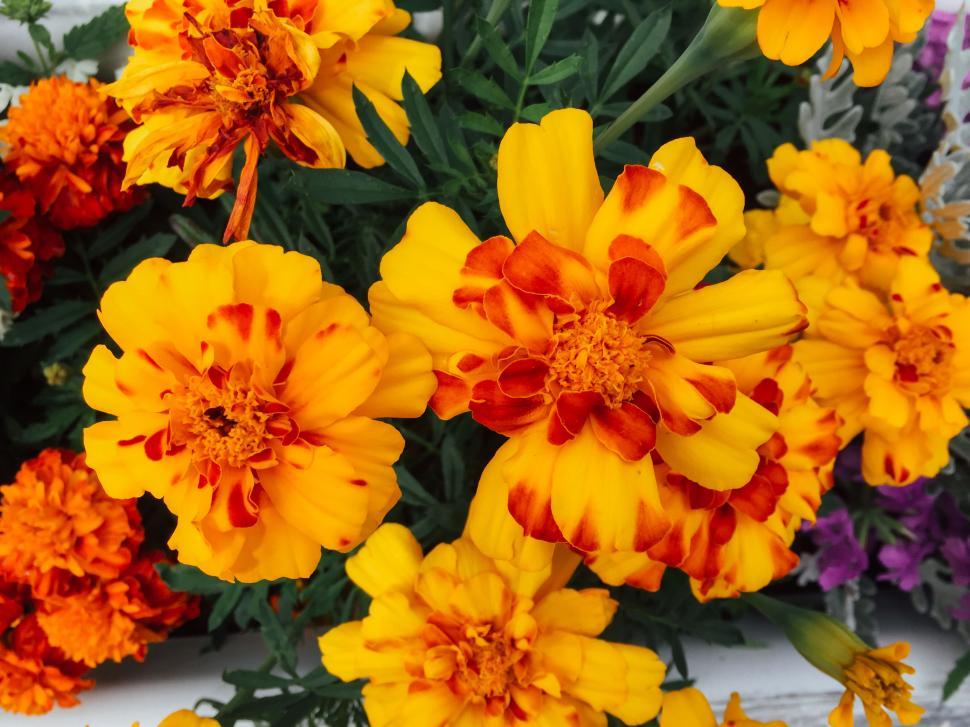 Free Image of Vibrant marigold flowers in full bloom 