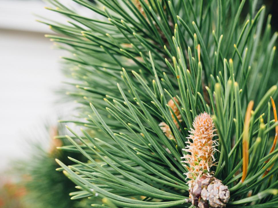 Free Image of Close-up of pine branch with cones 